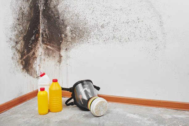 Reliable Burnet, TX Mold Removal Solutions