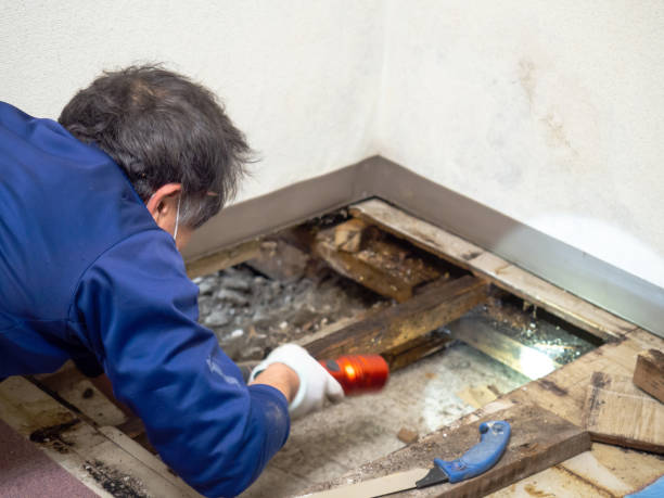 Best Professional Mold Removal  in Burnet, TX