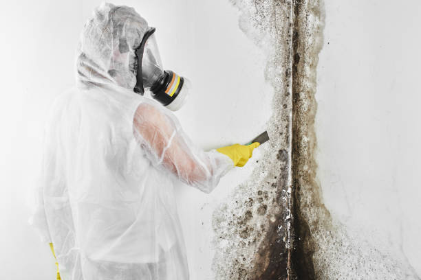Best Mold Damage Repair  in Burnet, TX