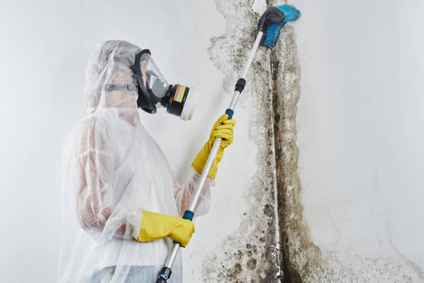 Best Same-Day Mold Removal  in Burnet, TX