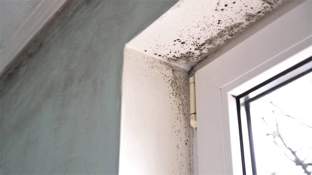 Mold Testing and Removal in Burnet, TX