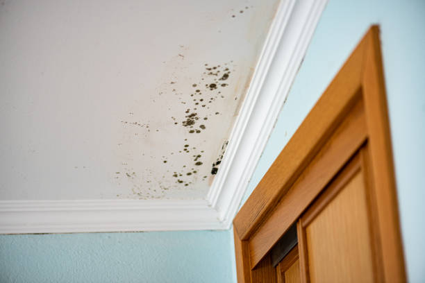 Best Certified Mold Removal  in Burnet, TX