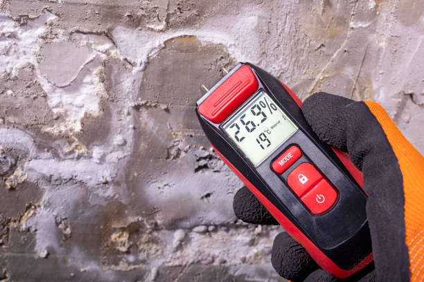 Best Black Mold Removal  in Burnet, TX