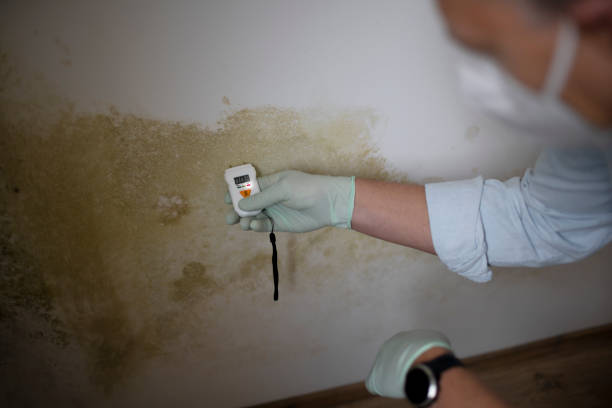 Attic Mold Removal in Burnet, TX