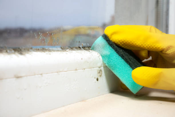Best Mold Remediation  in Burnet, TX