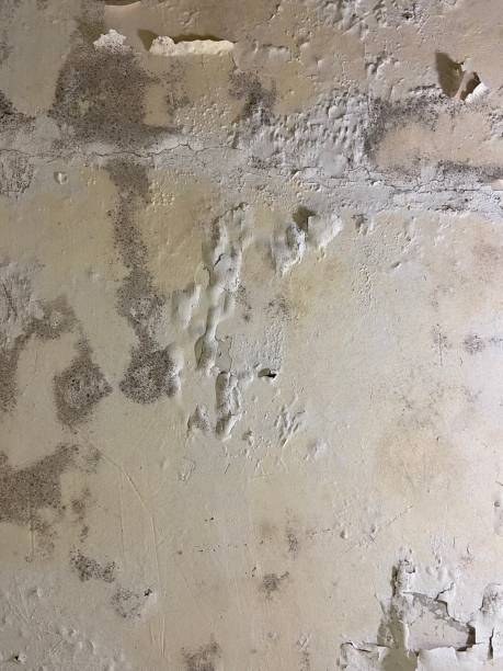 Best Fast Mold Removal  in Burnet, TX