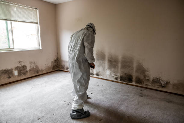 Best Office Mold Removal Services  in Burnet, TX