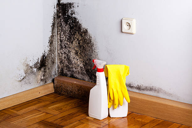 Reliable Burnet, TX Mold Removal Solutions
