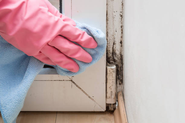 Best Mold Testing and Removal  in Burnet, TX