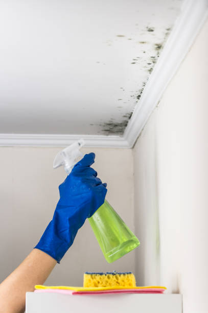 Best Mold Removal Company Near Me  in Burnet, TX