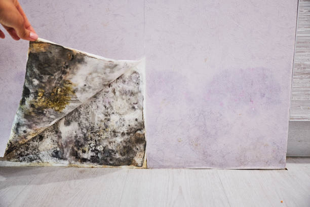 Best Mold Removal Company Near Me  in Burnet, TX